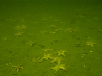 asterias